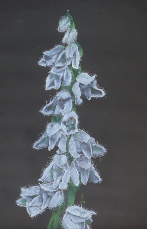 avarvirág - Goodyera repens (pasztell)